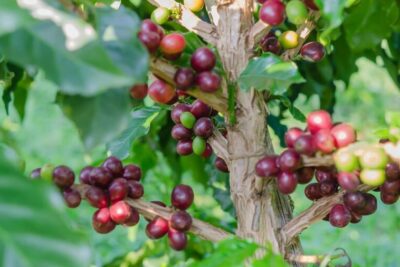 cafeto