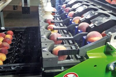 roda fruta